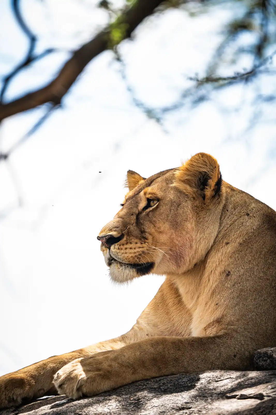 Lioness