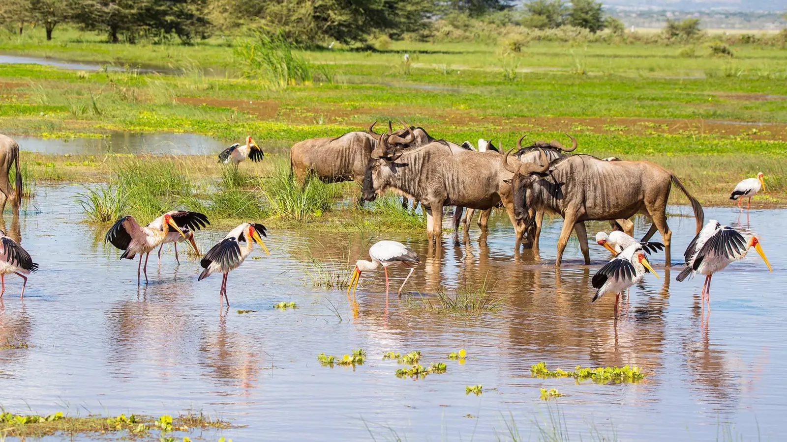 2 DAYS TARANGIRE AND LAKE MANYARA SAFARI