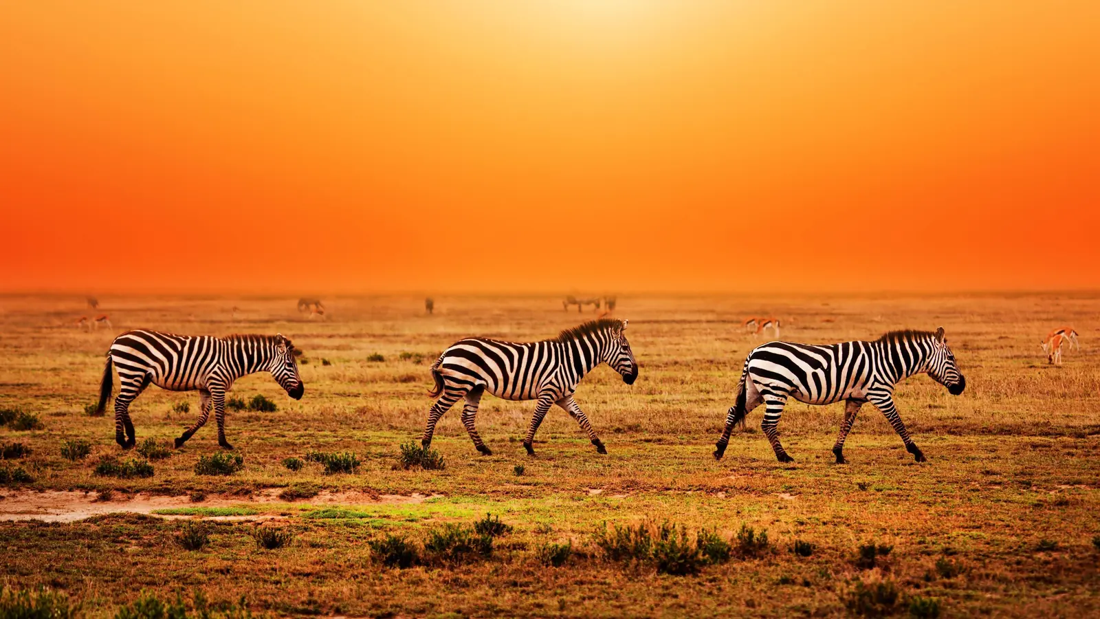 9 DAYS TARANGIRE, MANYARA, SERENGETI AND NGORONGORO SAFARI