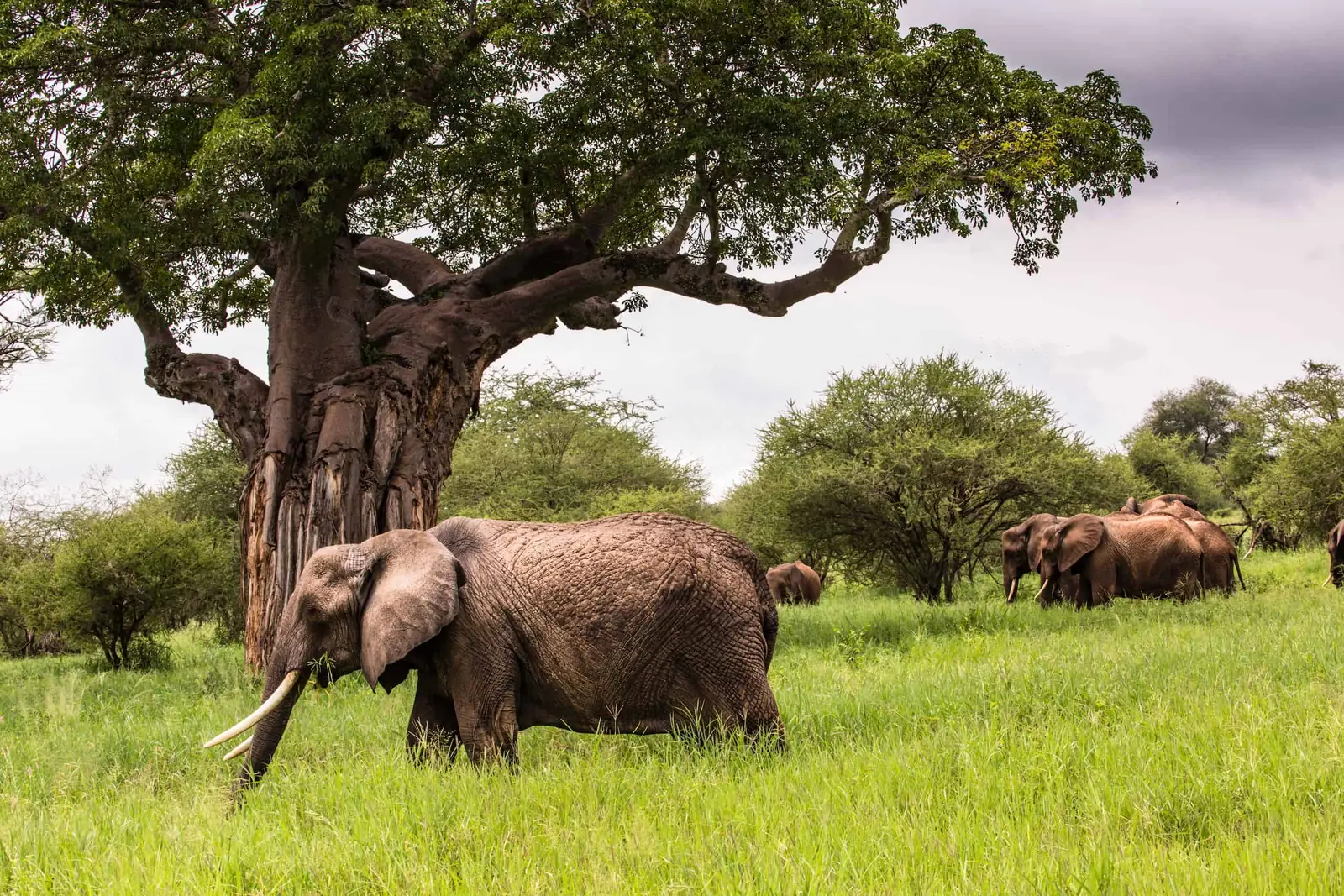 3 DAYS TARANGIRE, MANYARA AND NGORONGORO SAFARI