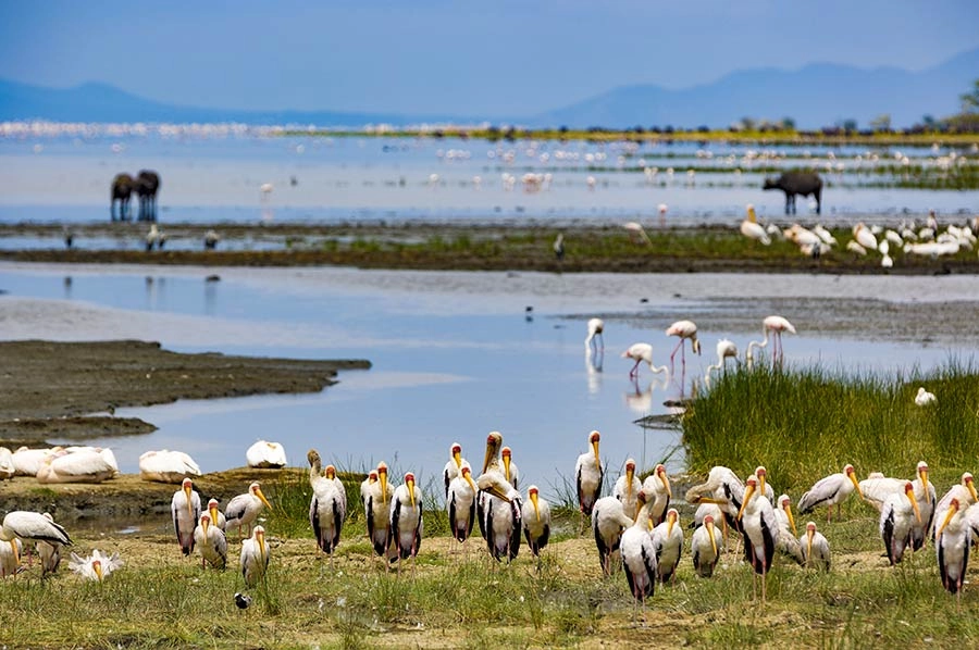 2 DAYS MANYARA AND NGORONGORO CRATER SAFARI