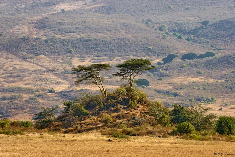 NGORONGORO CONSERVATION AREA DAY TRIP