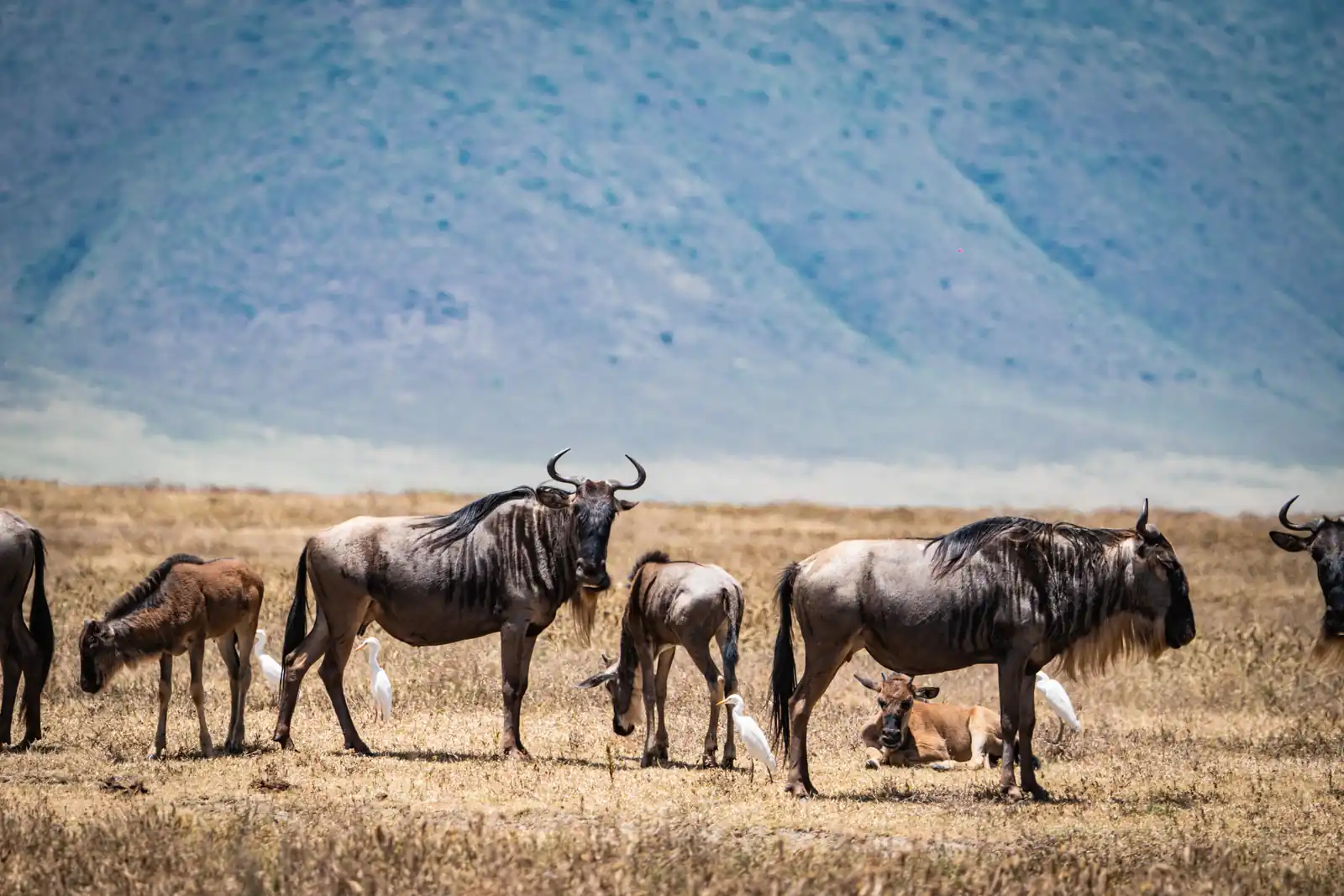 5- DAYS THE NOTRTHERN CIRCUIT (TARANGIRE, NGORONGORO AND SERENGETI SAFARI
