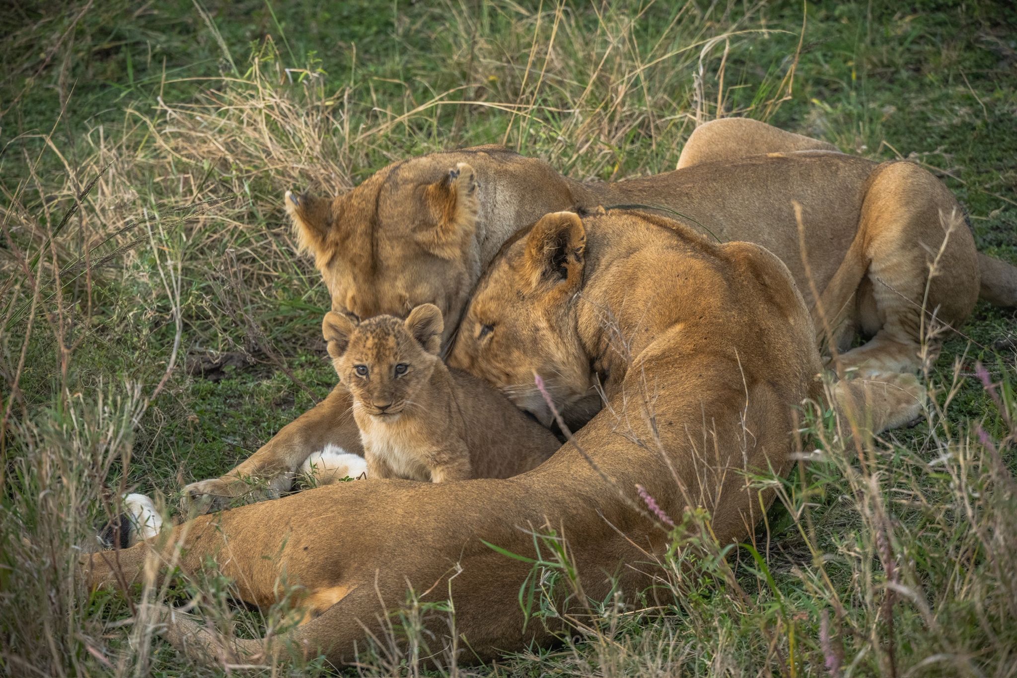 7 DAYS TARANGIRE, SERENGETI AND NGORONGORO SAFARI